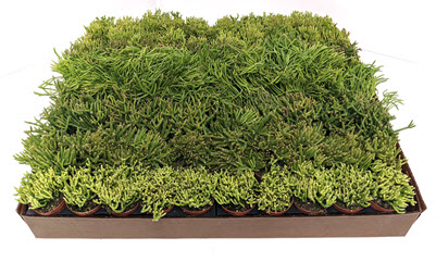 Rhipsalis Assortment